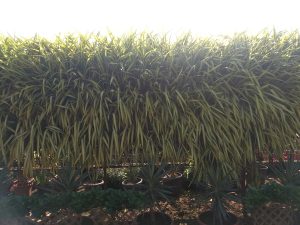 IMG_20171222_134454880